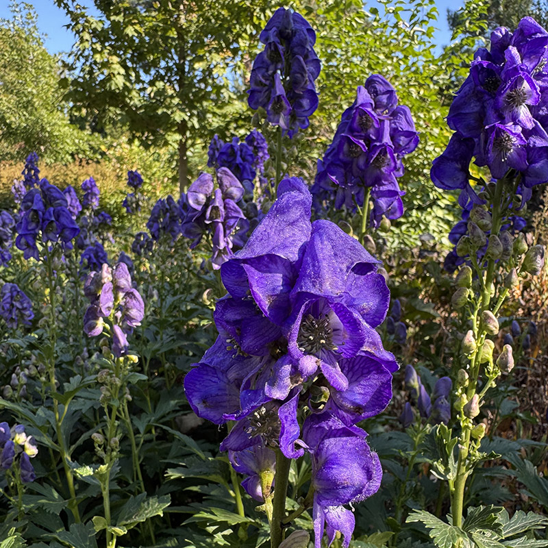 Aconitum carmichaelii ‘Arendsii’
