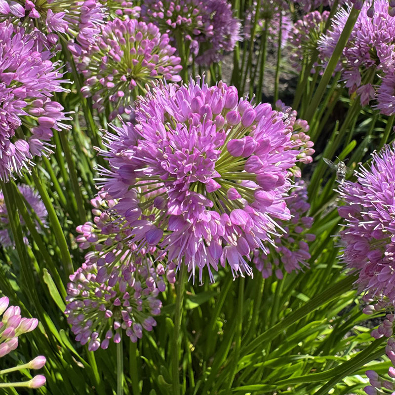 Allium ‘Millenium’