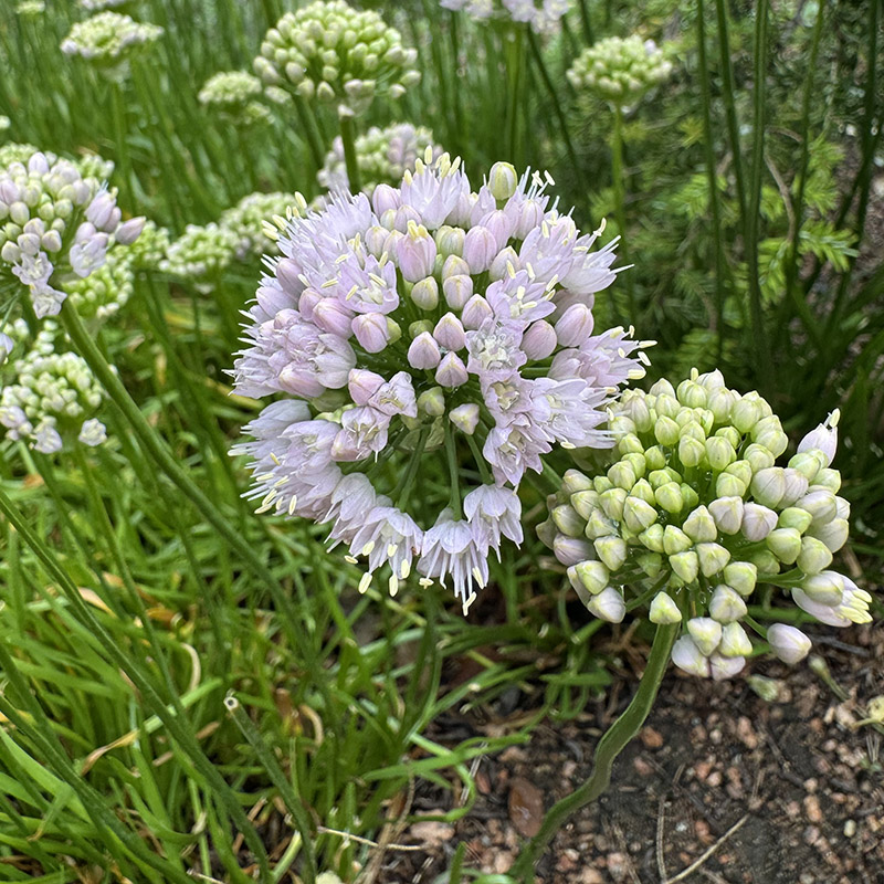 Allium ‘Pink Pepper’