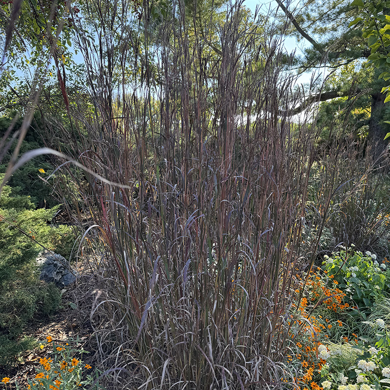 Andropogon gerardi ‘Blackhawks’