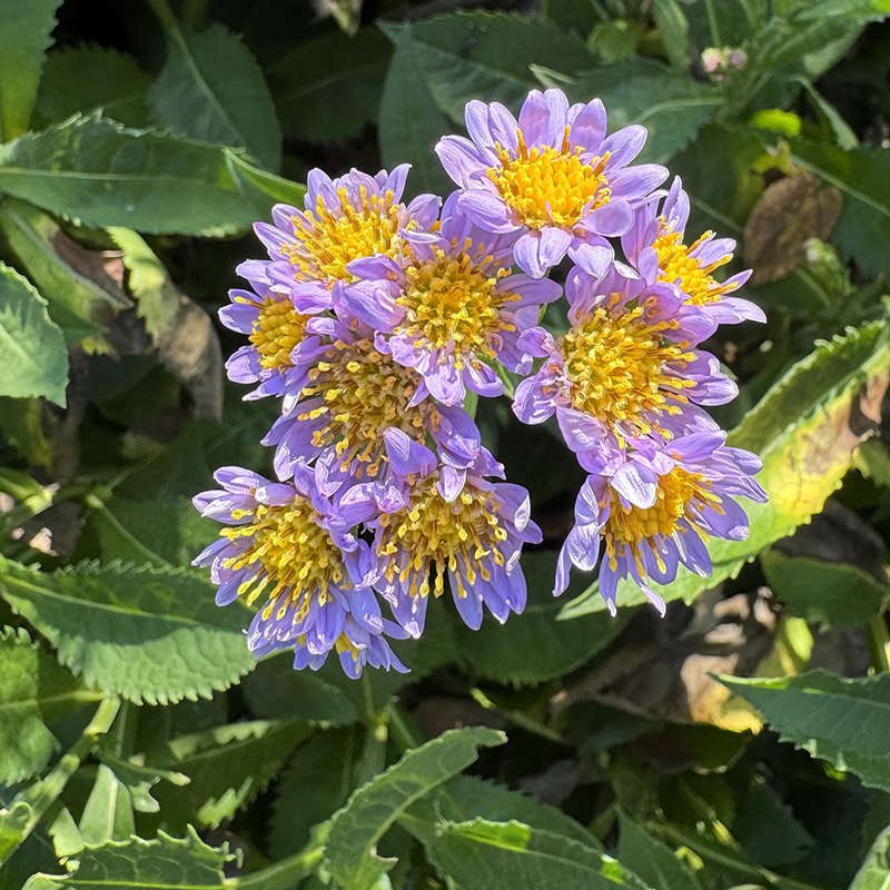 Galatella tatarica ‘Jindai’