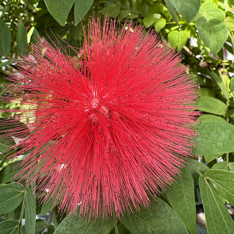 Calliandra haematocephala