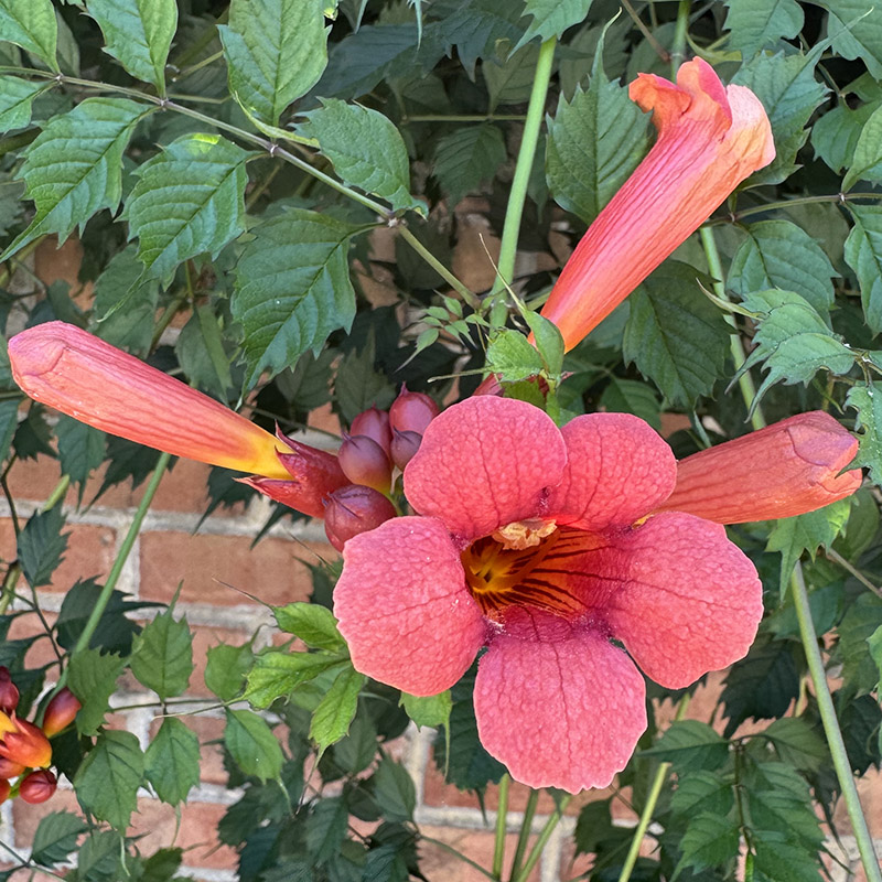 Campsis radicans ‘Flamenco’