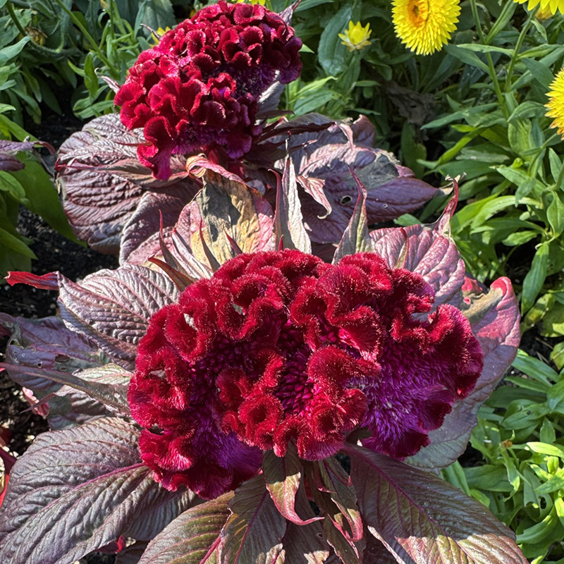 Celosia argentea var. cristata ‘Dracula’