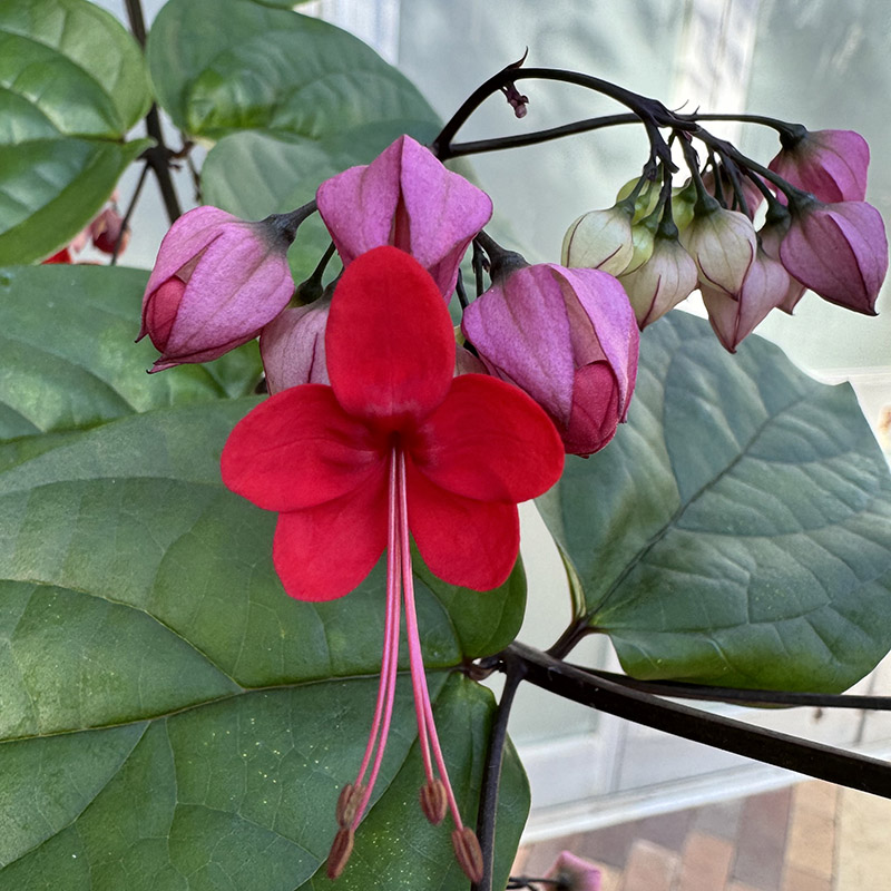 Clerodendrum × speciosum