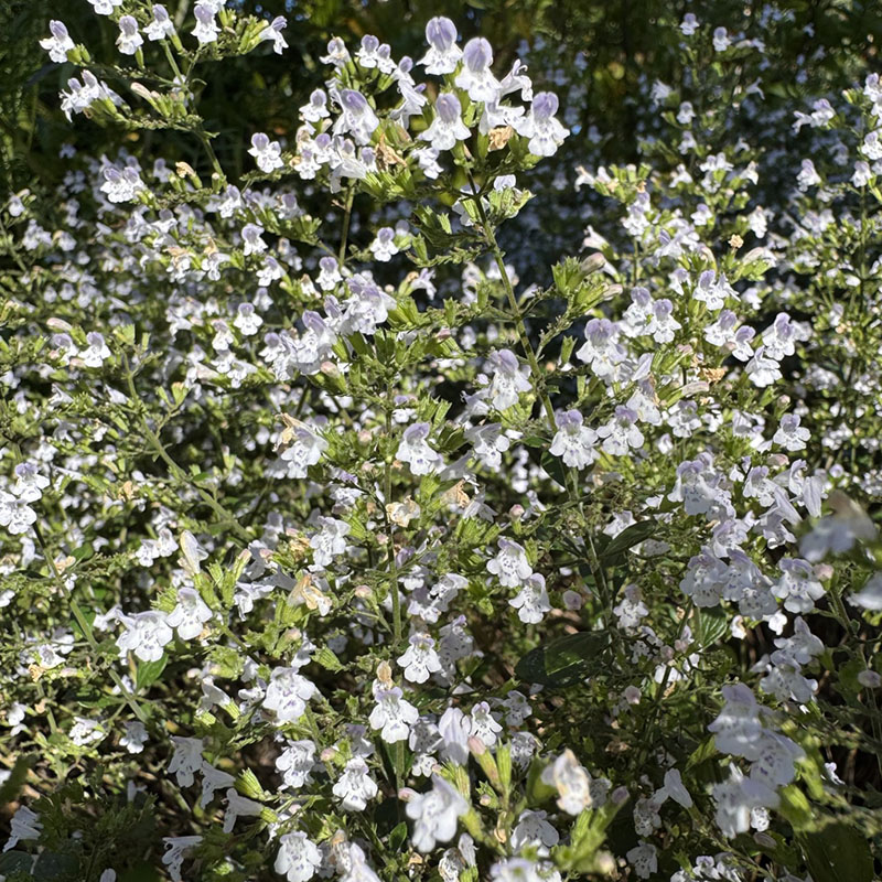 Clinopodium nepeta