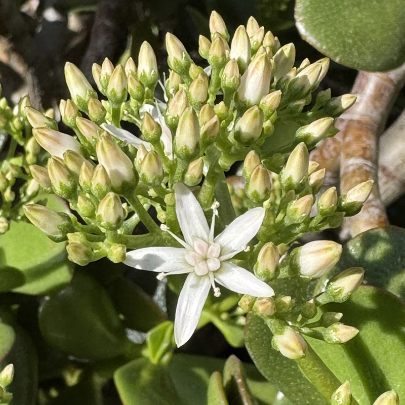 Crassula ovata