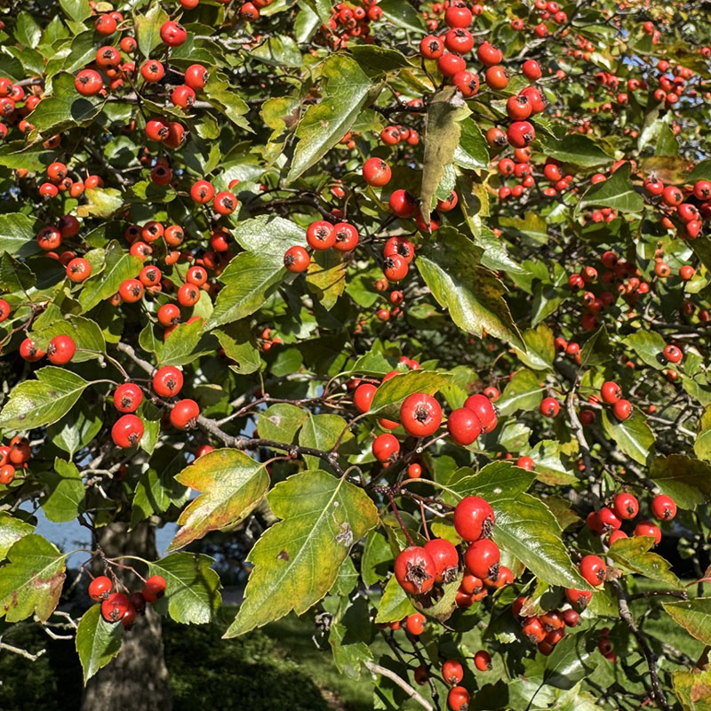 Crataegus ‘Vaughn’