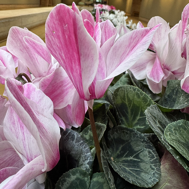 Cyclamen persicum Halios