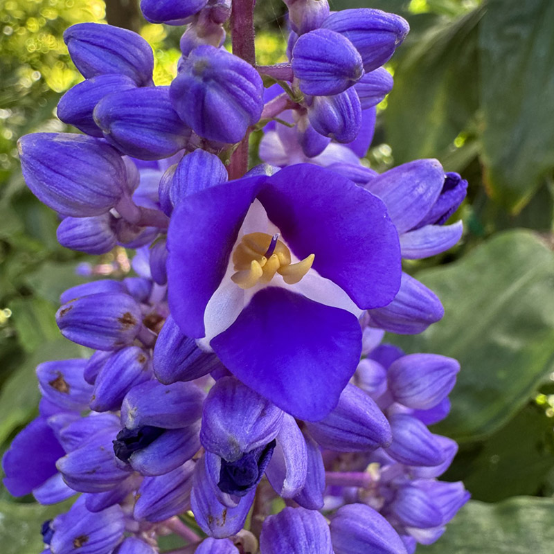 Blue Ginger