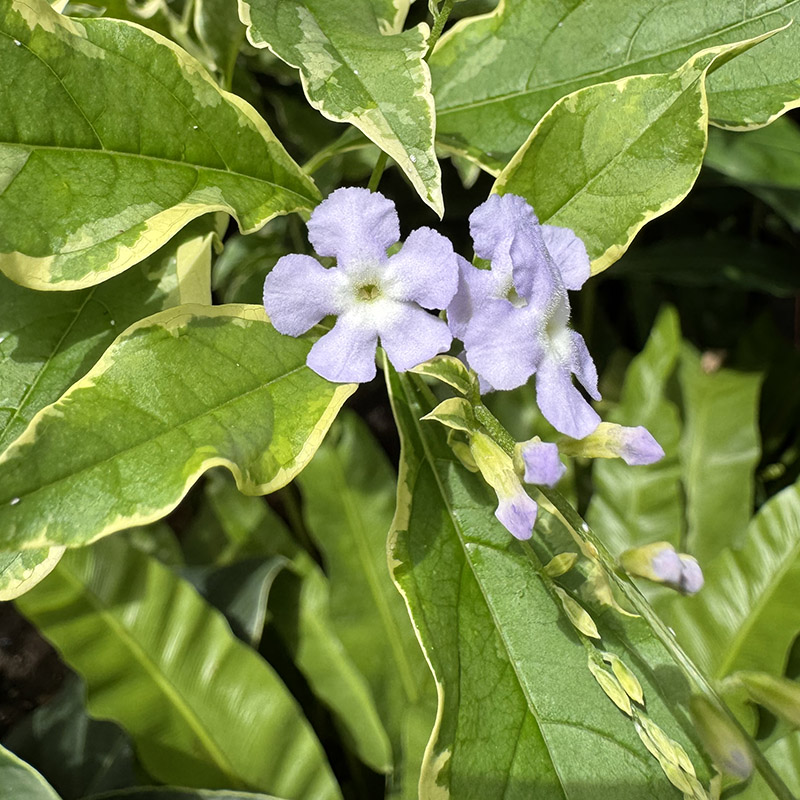 Duranta erecta ‘Silver Lining’