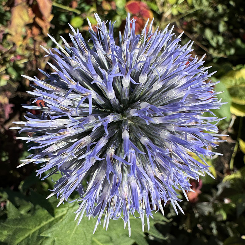 Echinops bannaticus ‘Blue Glow’