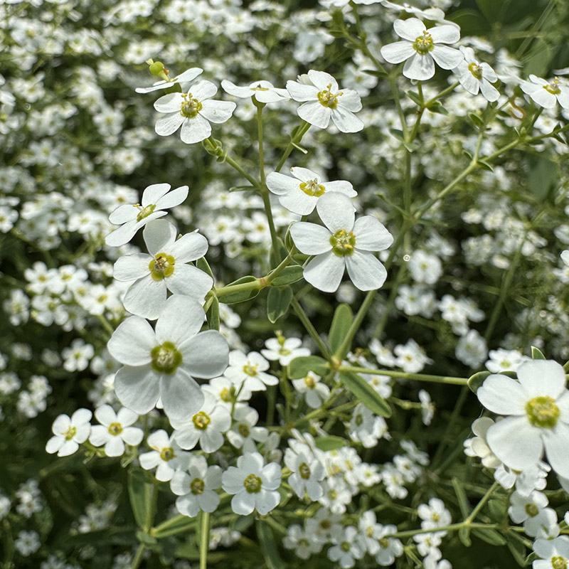 Euphorbia corollata
