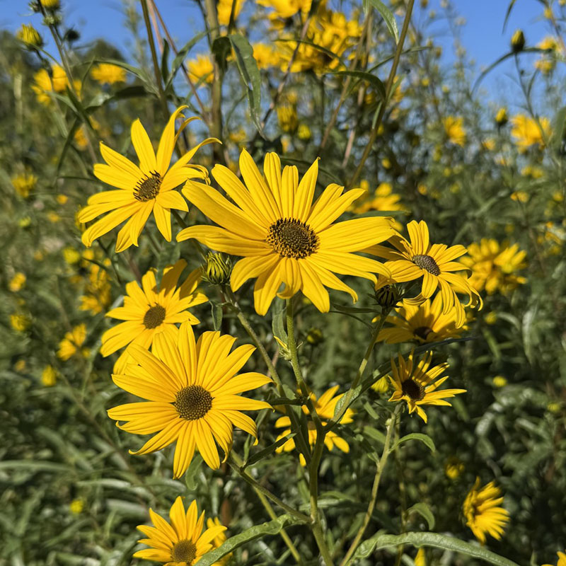Helianthus angustifolius ‘Berkeley Gold’