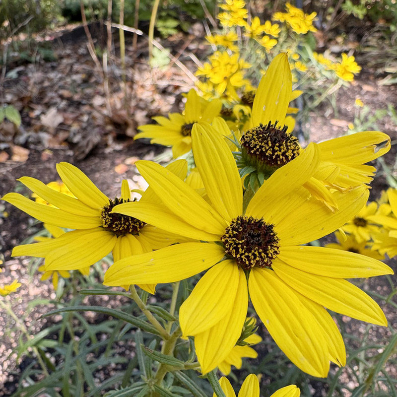 Helianthus salicifolius ‘Autumn Gold’