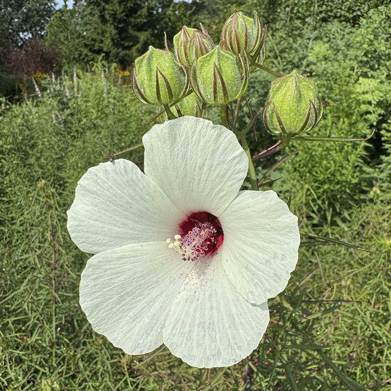 Hibiscus dasycalyx