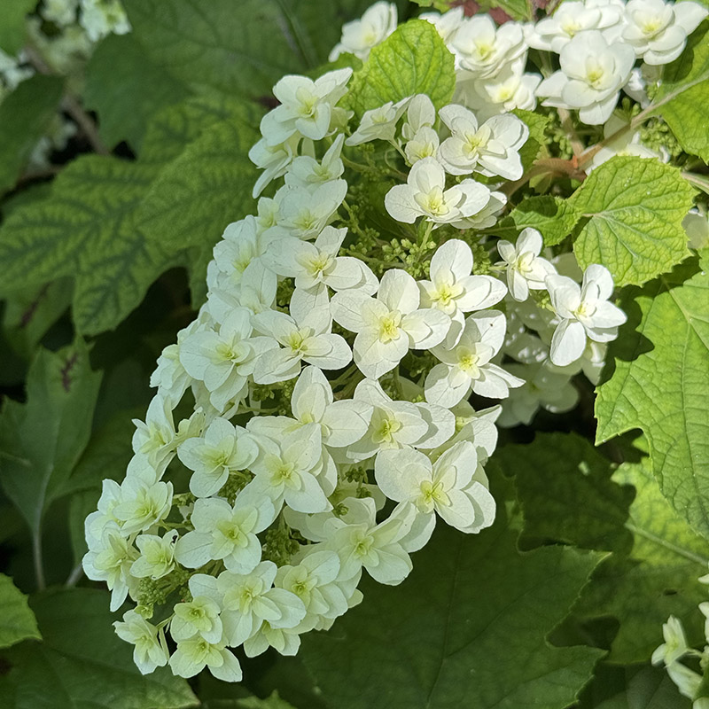 Hydrangea quercifolia ‘Brido’