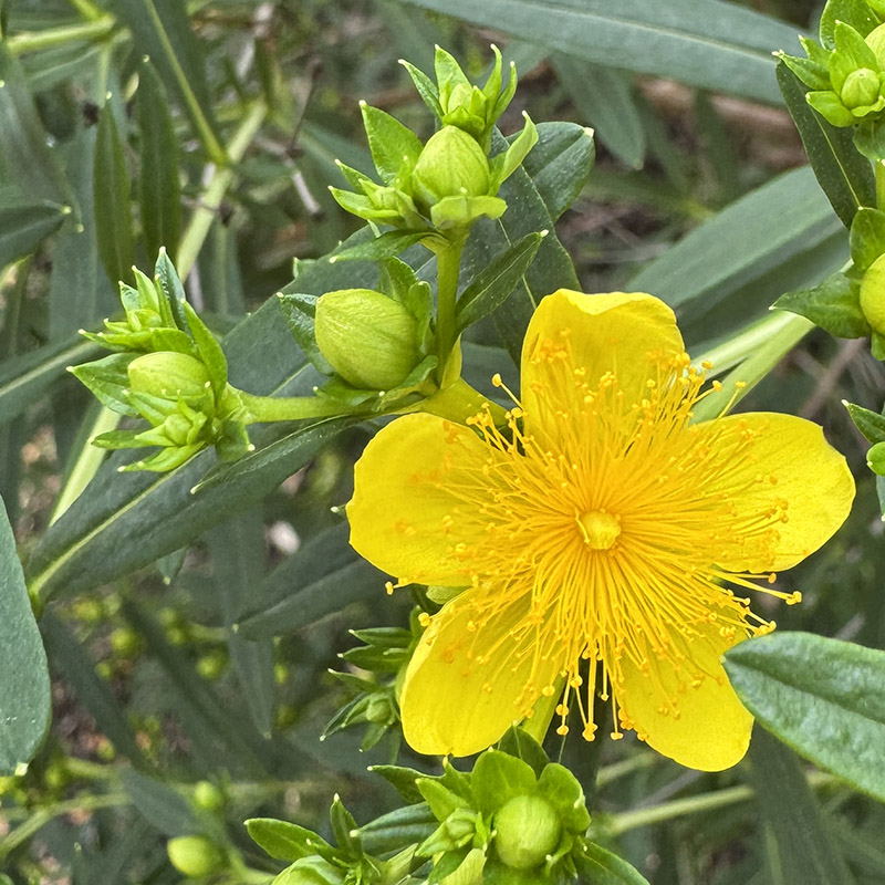 Hypericum kalmianum ‘Gemo’