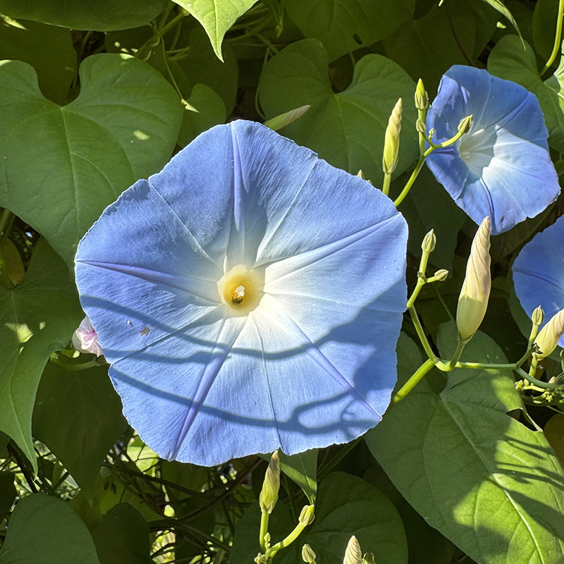 Ipomoea tricolor ‘Heavenly Blue’