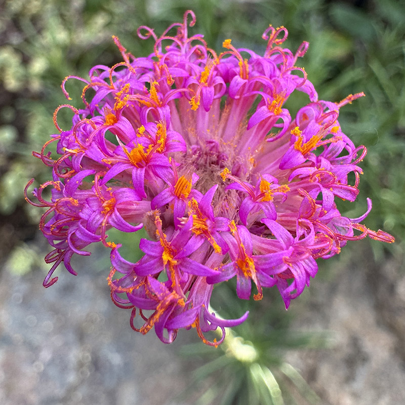 Kleinia leptophylla