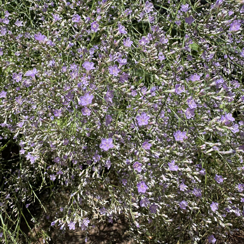 Limonium latifolium
