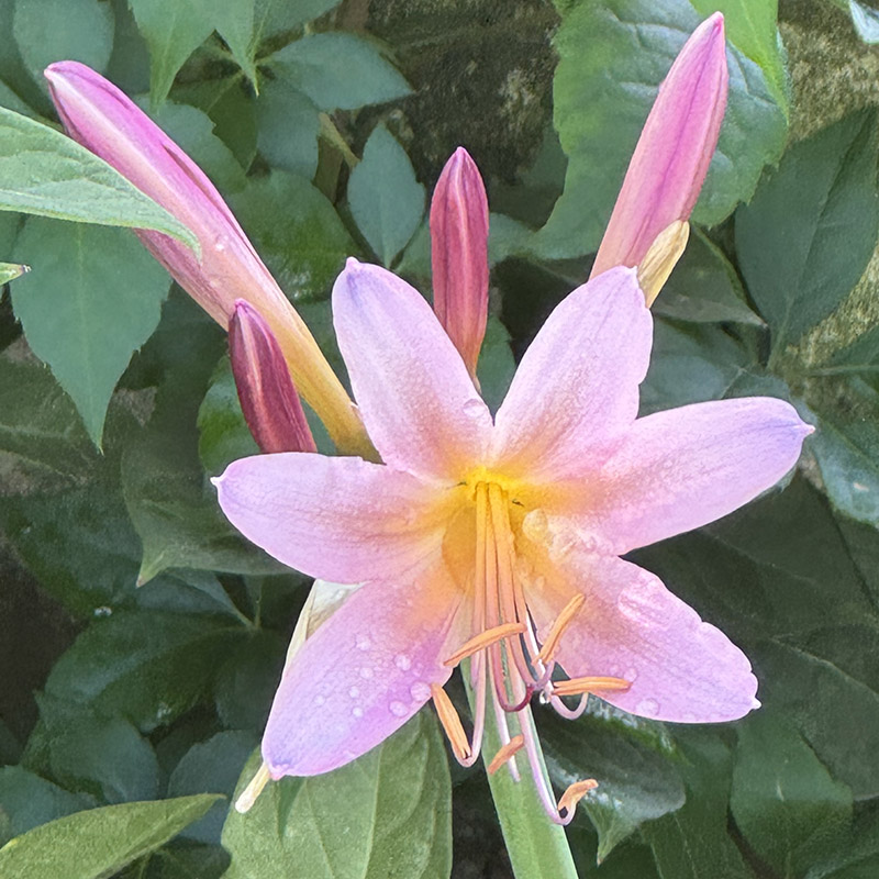 Lycoris squamigera