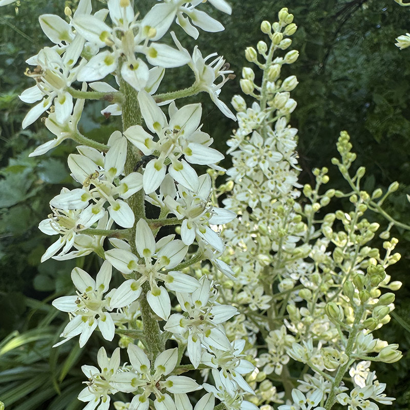 Melanthium virginicum
