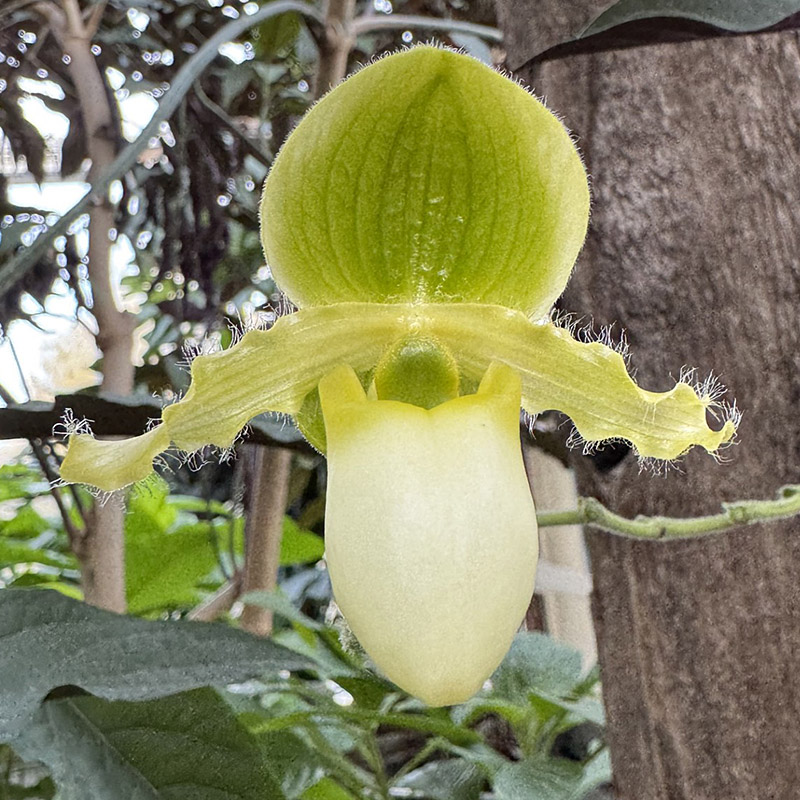 Paphiopedilum primulinum