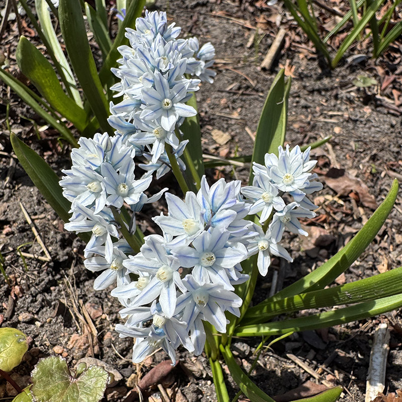 Puschkinia scilloides