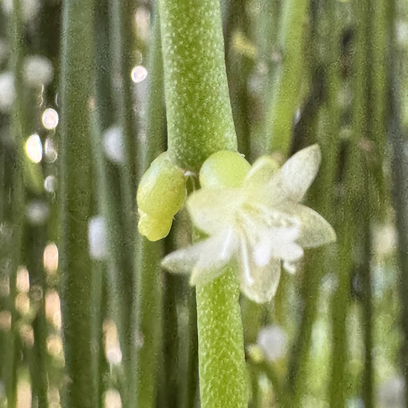 Rhipsalis baccifera