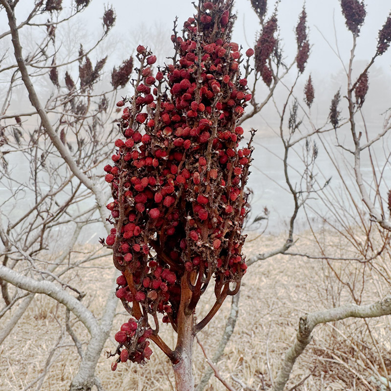 Staghorn sumac