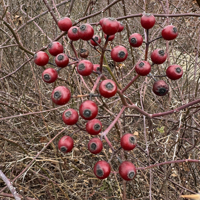 Prairie rose