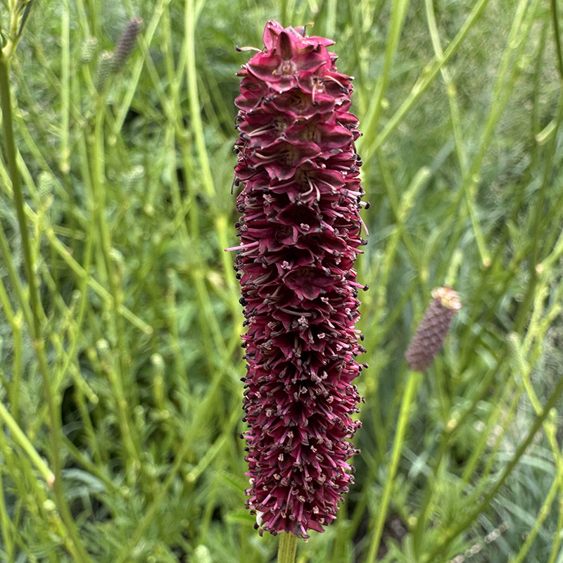 Sanguisorba tenuifolia