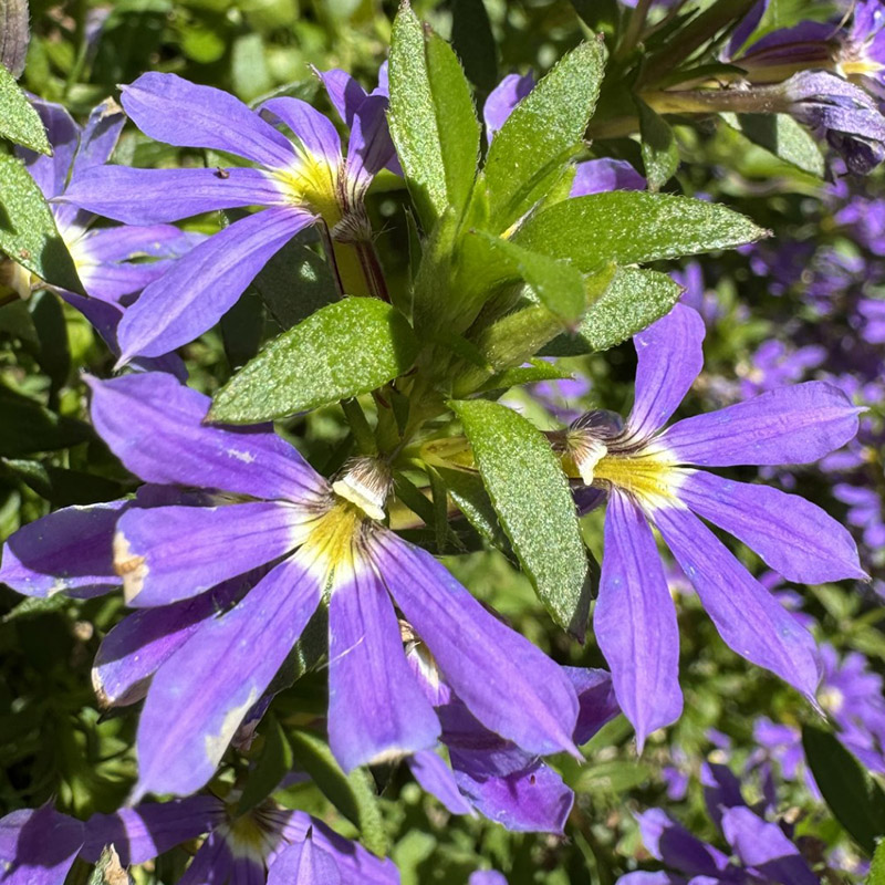 Scaevola aemula ‘KLESC13594’