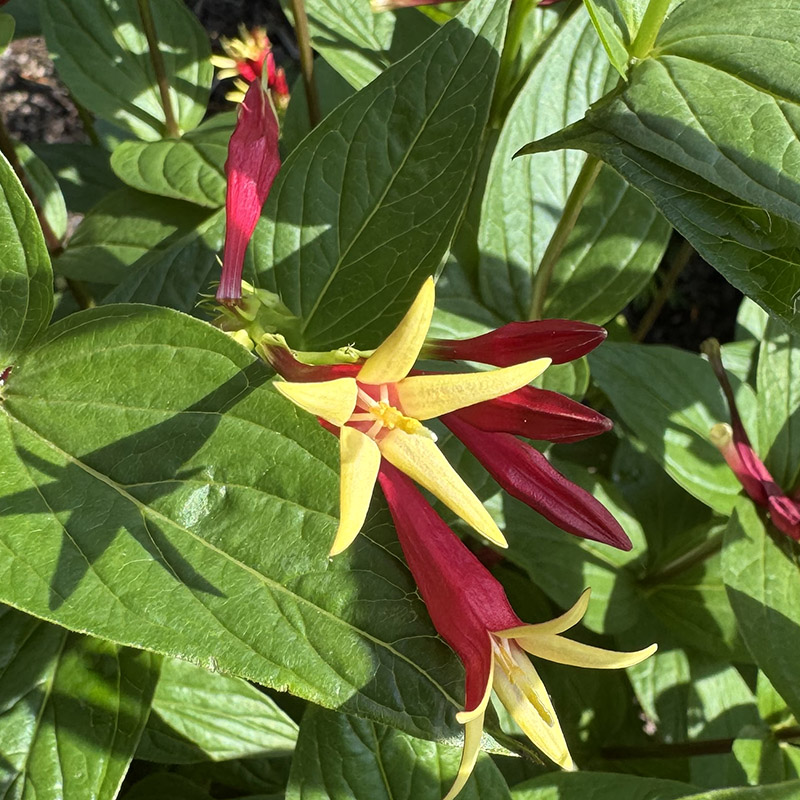 Spigelia marilandica ‘Little Redhead’