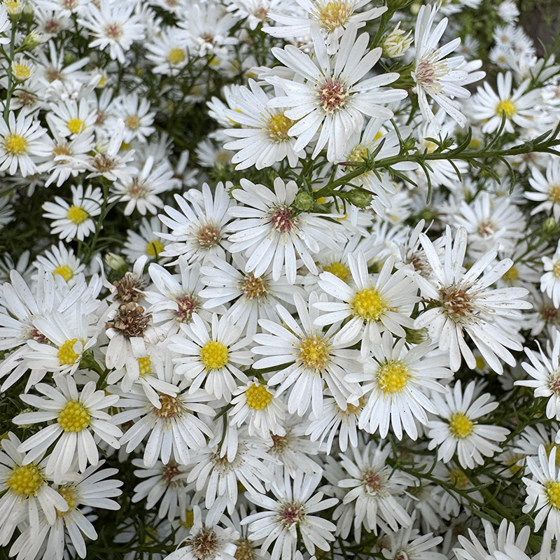 Symphyotrichum pilosum var. pringlei ‘Monte Cassino’