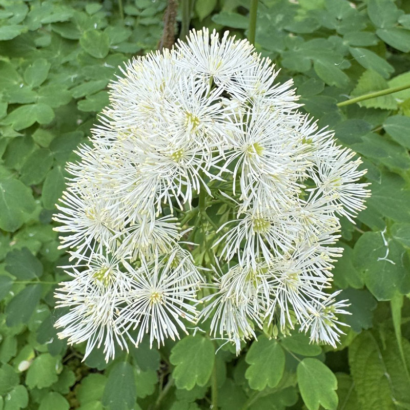 Thalictrum aquilegiifolium
