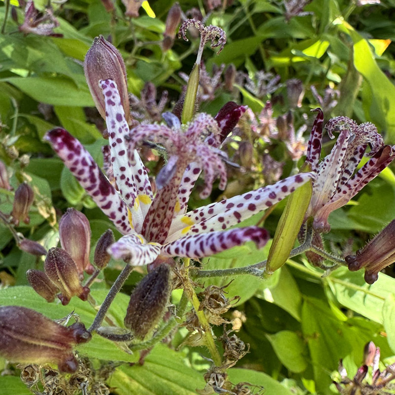 Tricyrtis ‘Sinonome’