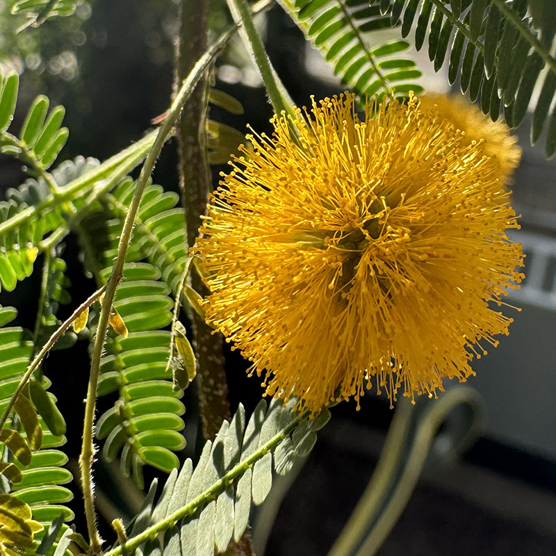 Vachellia constricta