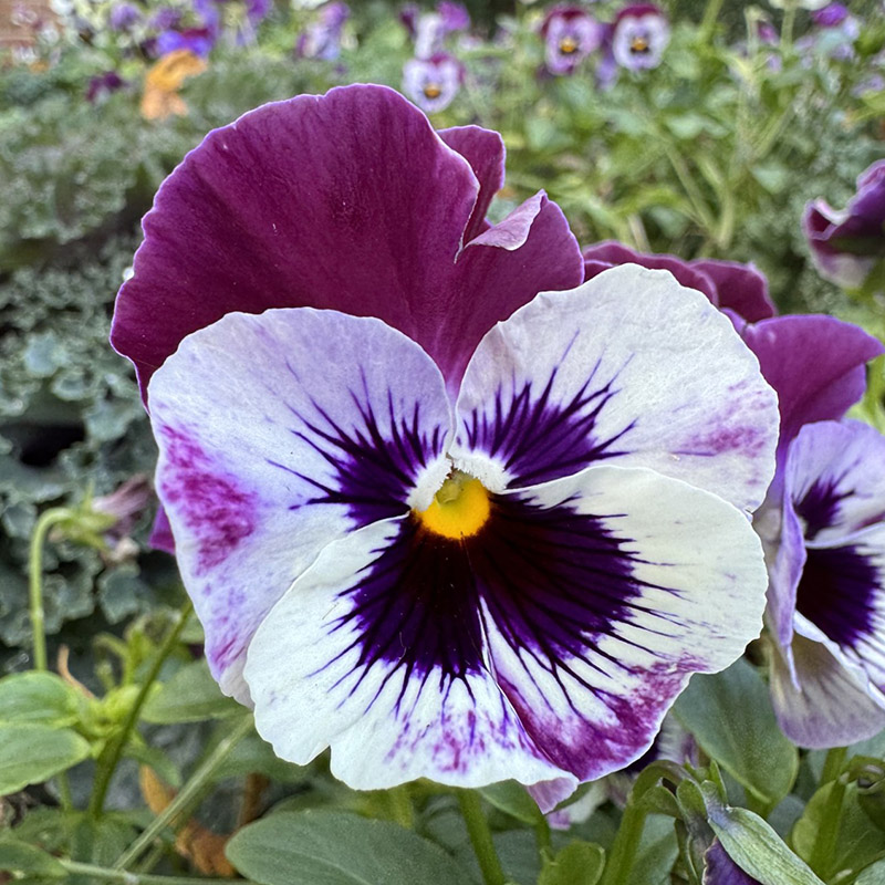 Viola × wittrockiana ‘Frizzle Sizzle Raspberry’