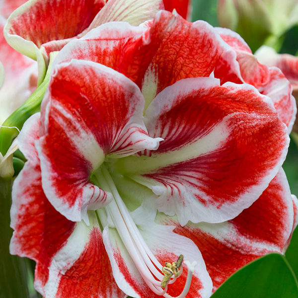 Amaryllis