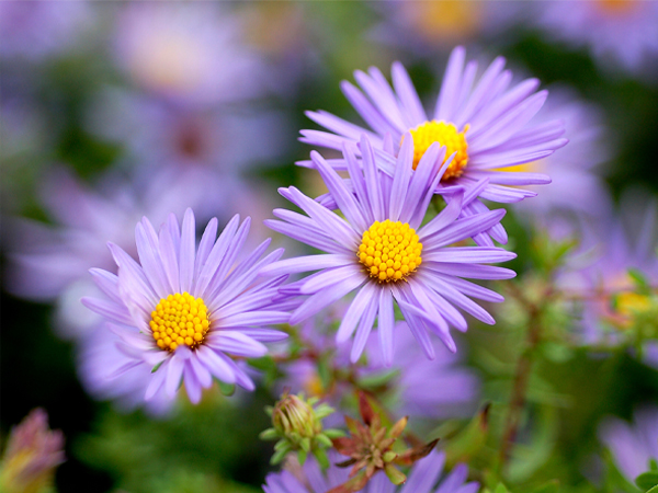 aster