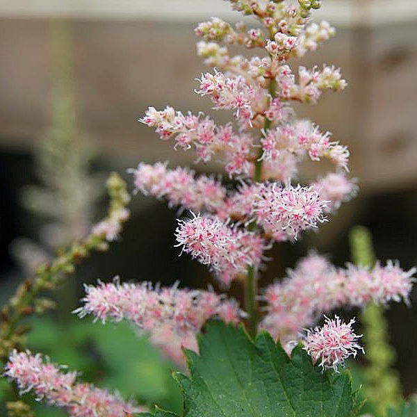 Astilbe x arendsii  'Finale' 