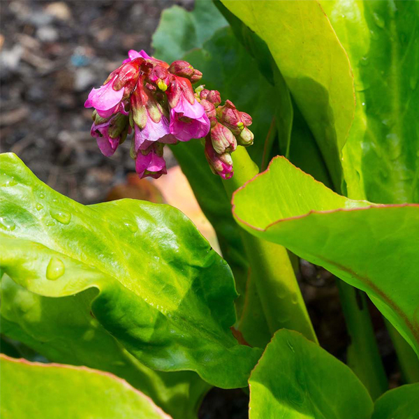 Bergenia cordifolia ‘Winterglut’