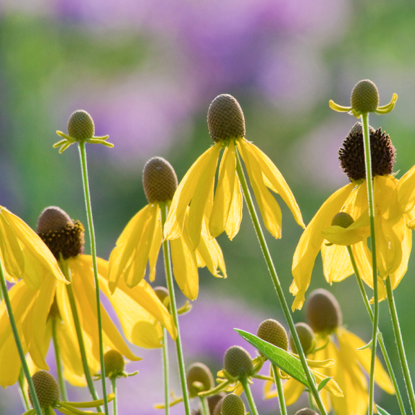 black eye susan