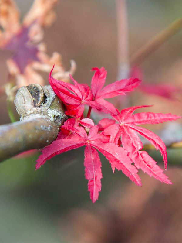 Bloodgood Japanese maple