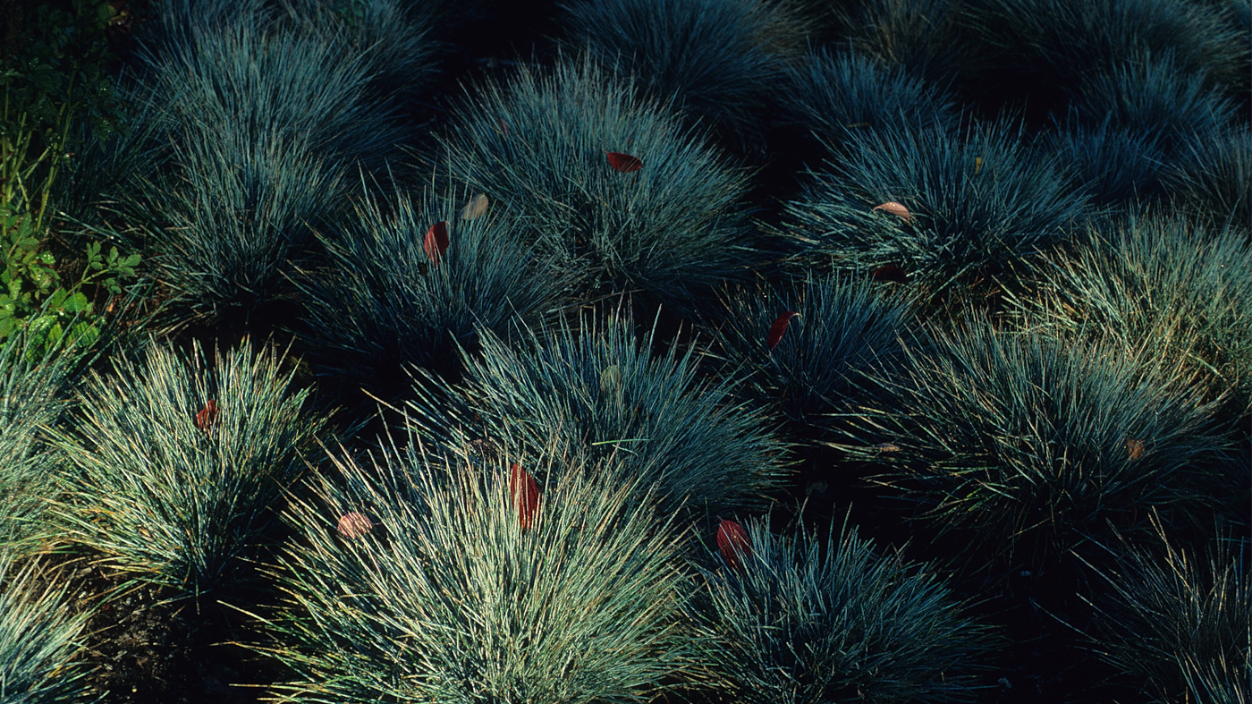 Blue fescue (Festuca glauca) 