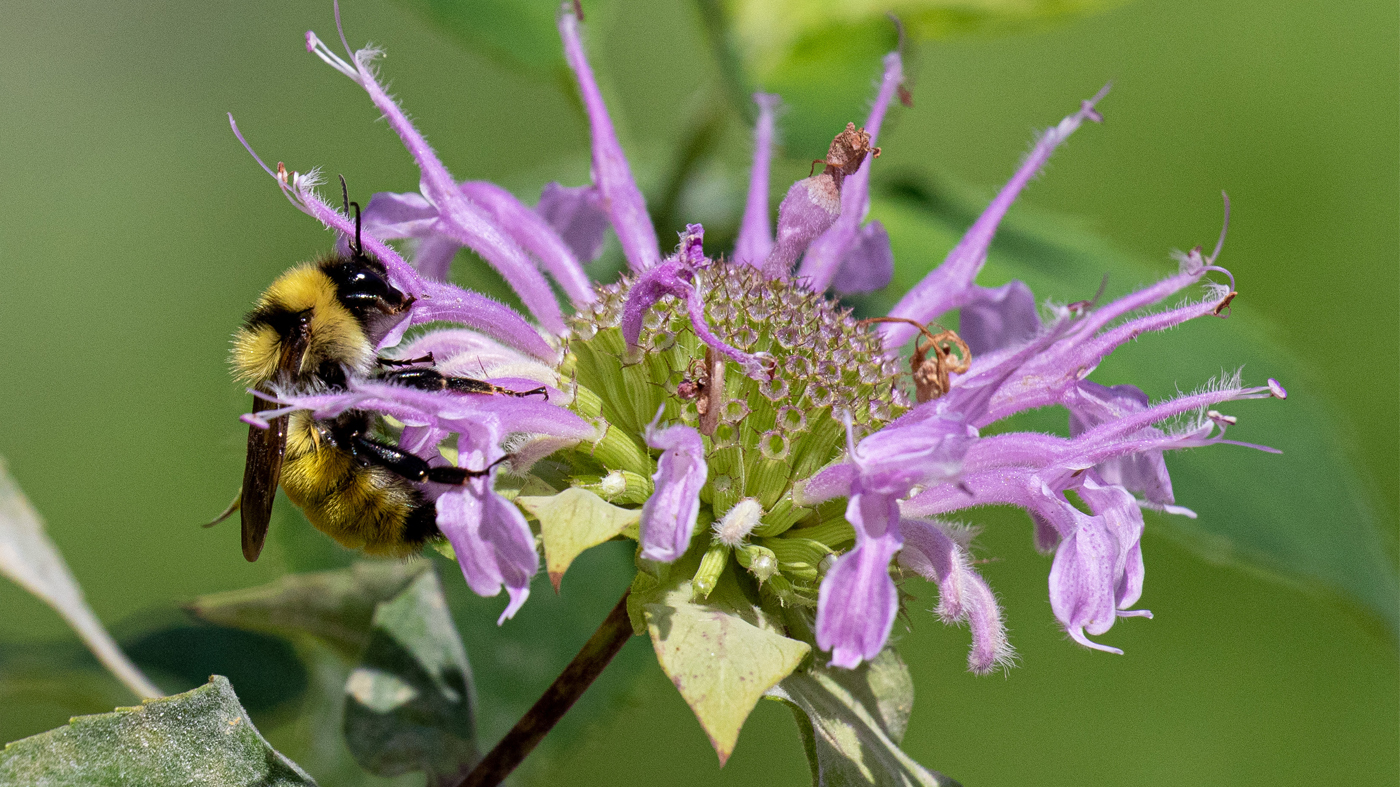 bombus-fervidus-monarda-1