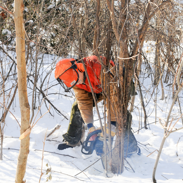 Buckthorn removal