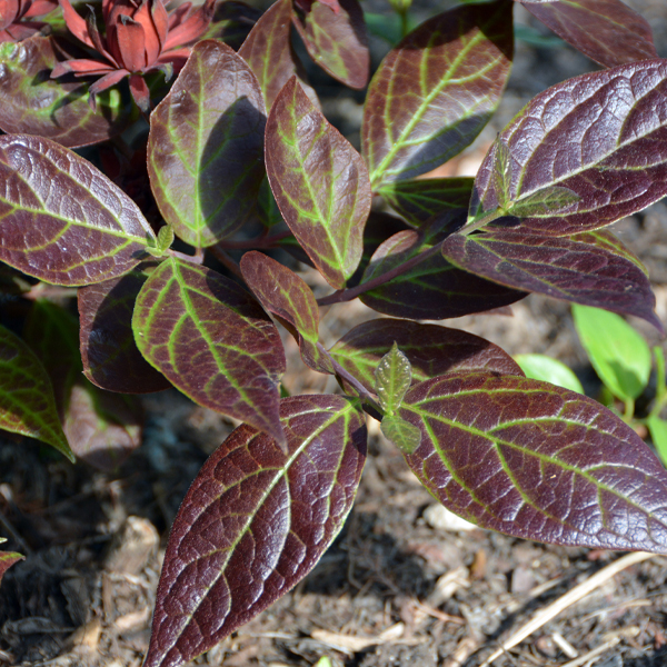 Calycanthus floridus 'Burgundy Spice' (foliage 1) - GY